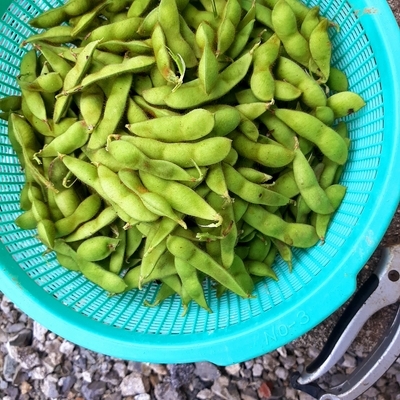 枝豆の収穫