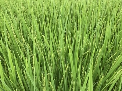 田んぼの稲