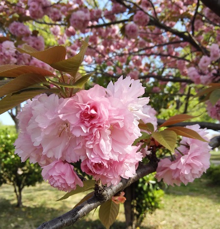f:id:kurasinomemo:20190509100510j:plain f:id:kurasinomemo:20190509100510j:plain