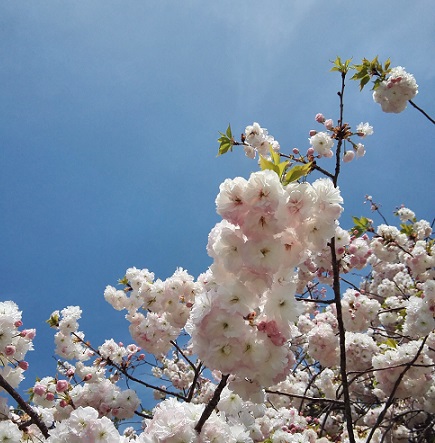 f:id:kurasinomemo:20190509100643j:plain f:id:kurasinomemo:20190509100643j:plain
