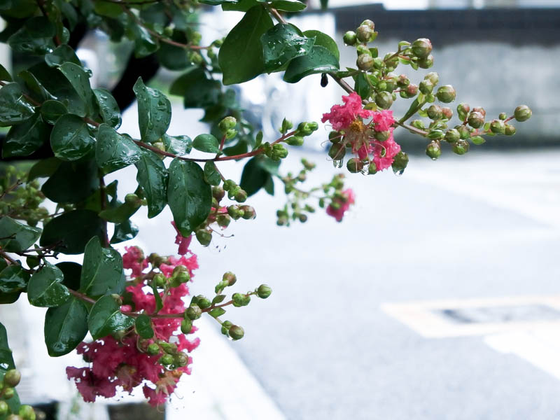 f:id:kurasustore:20160721154053j:plain f:id:kurasustore:20160721154053j:plain