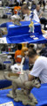 完成形と展示品