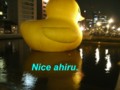 ゆらめく水面に映えるＮｏｃｅ　ａｈｉｒｕ．