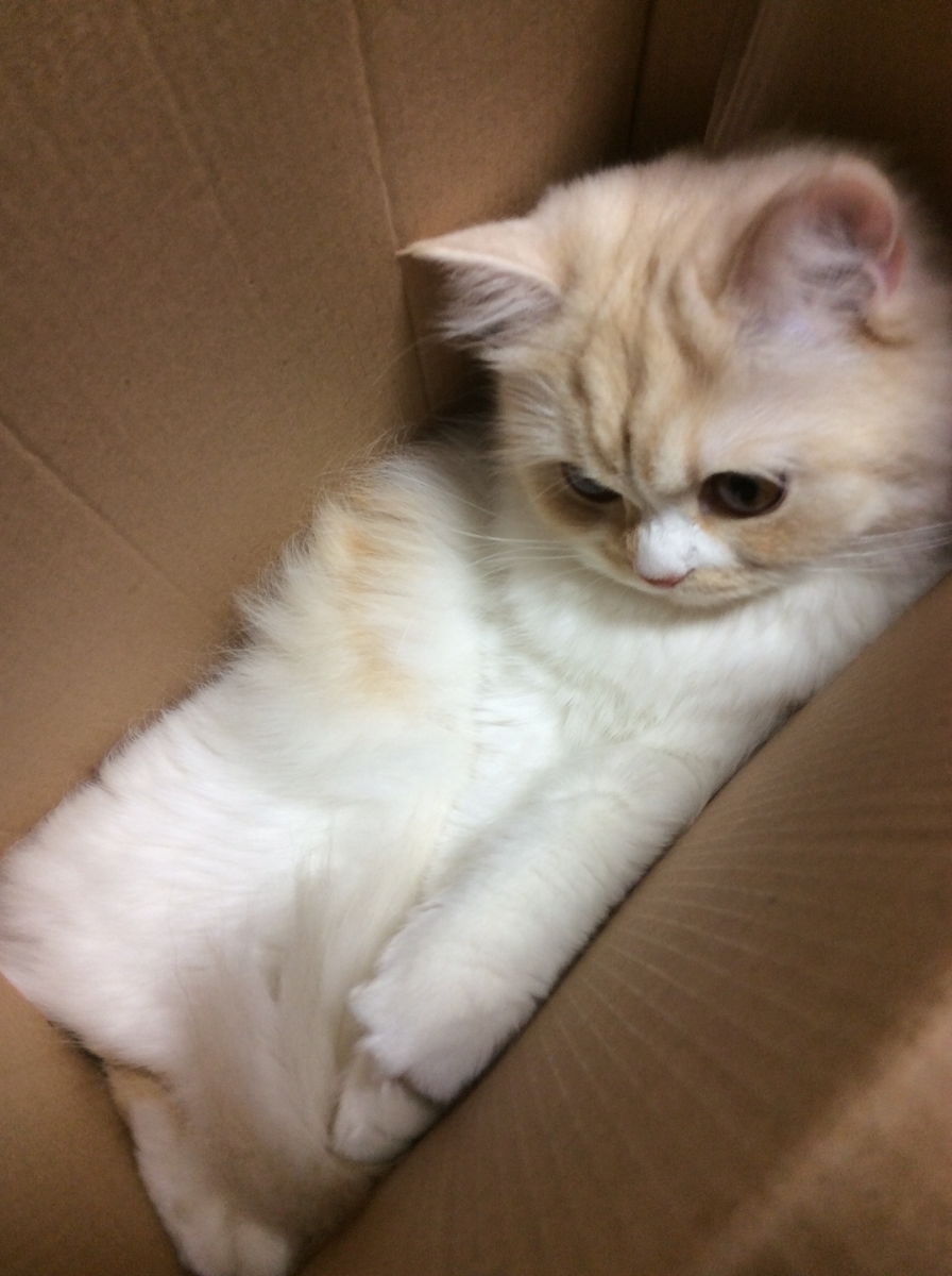 あの子猫ちゃん 元気かな もふねこミルクのつぶやき日記