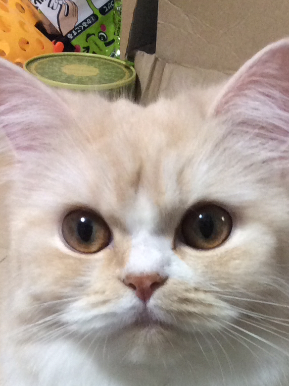 f:id:kurerin:20191128121037j:plain f:id:kurerin:20191128121037j:plain