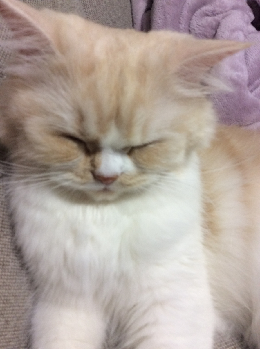 f:id:kurerin:20191202112825j:plain