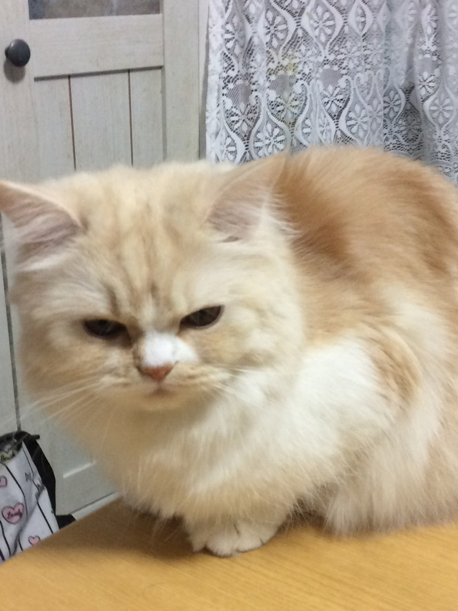 『ミルク、猫年がない事に一言物申す!』の巻 もふねこミルクとママしゃん日記 in スペイン 『ミルク、猫年がない事に一言物申す!』の巻 もふねこミルクとママしゃん日記 in スペイン