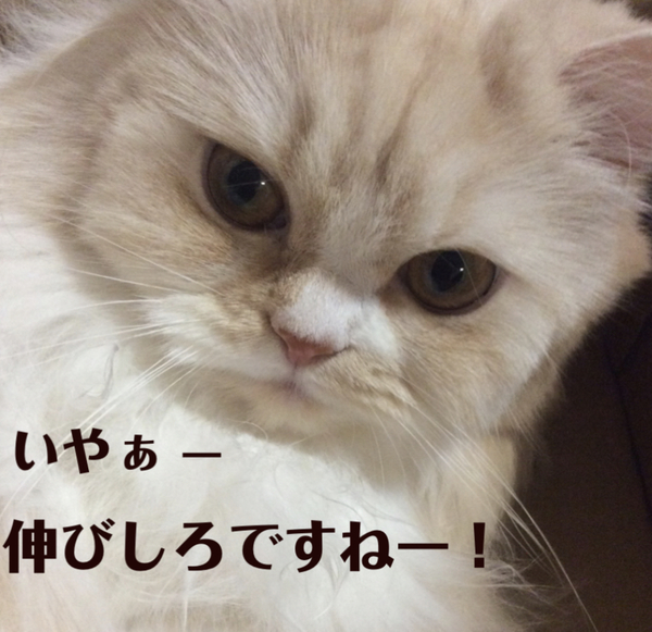 f:id:kurerin:20210211232751j:plain