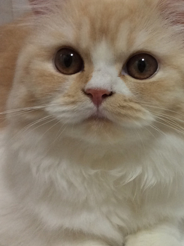 f:id:kurerin:20210212092301j:plain