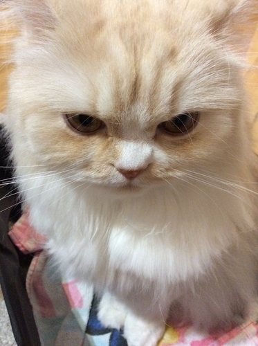 f:id:kurerin:20210218022751j:plain