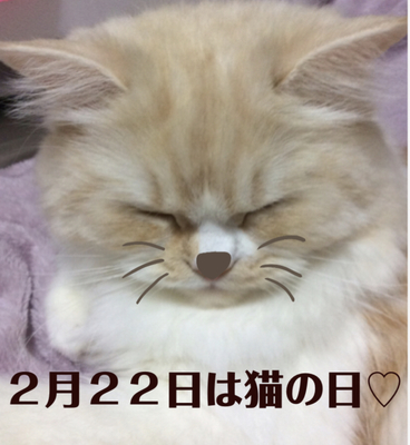 f:id:kurerin:20210223081137j:plain