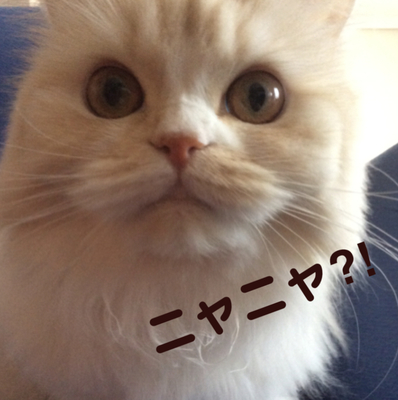 f:id:kurerin:20210223083708j:plain