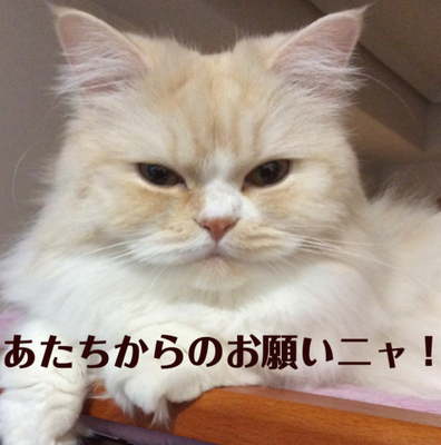 f:id:kurerin:20210223161952j:plain