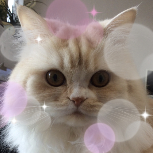 f:id:kurerin:20210224210304j:plain