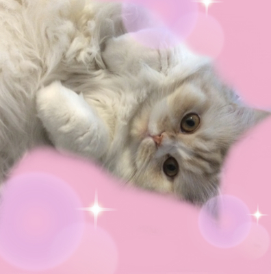 f:id:kurerin:20210227172319j:plain
