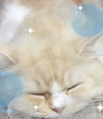 f:id:kurerin:20210227210535j:plain
