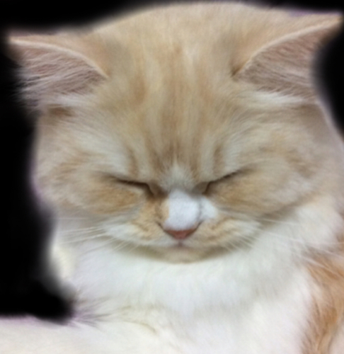 f:id:kurerin:20210301223559j:plain