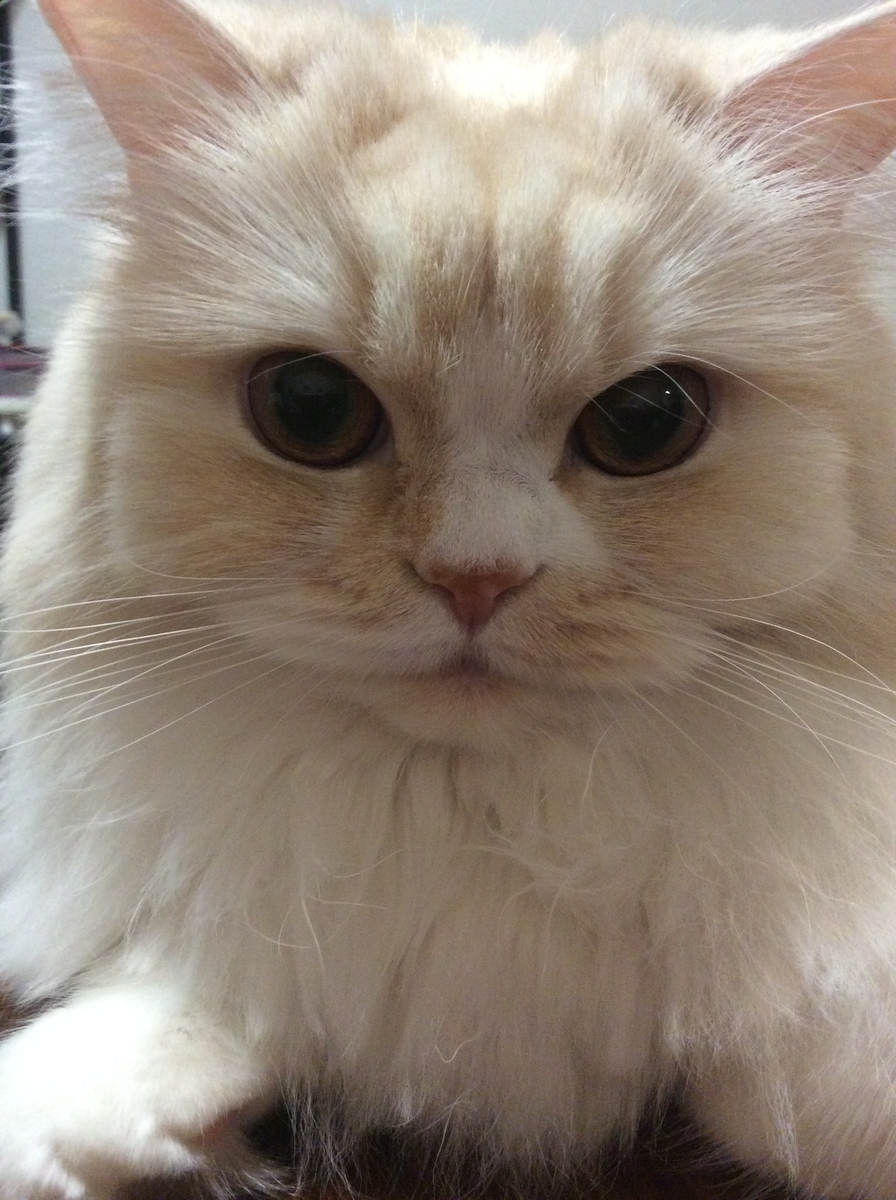 f:id:kurerin:20210301232911j:plain