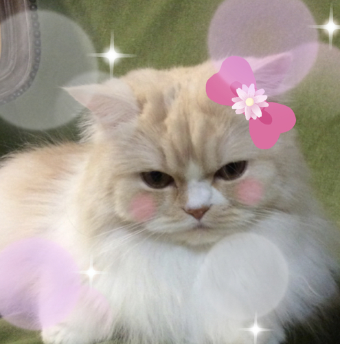 f:id:kurerin:20210302060358j:plain