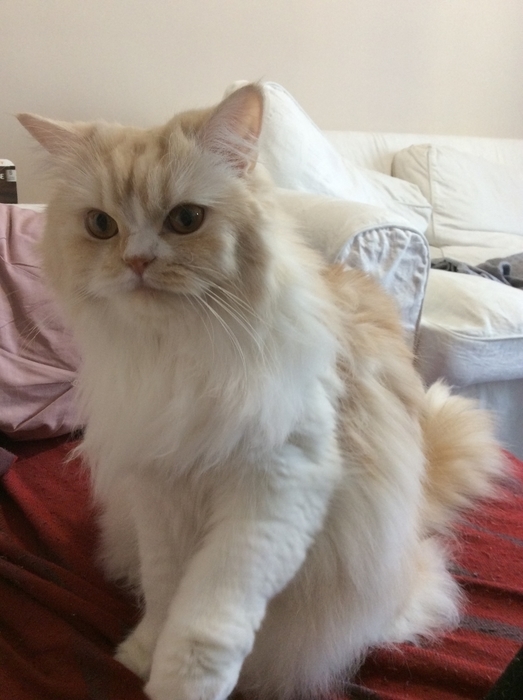 f:id:kurerin:20210303175014j:plain