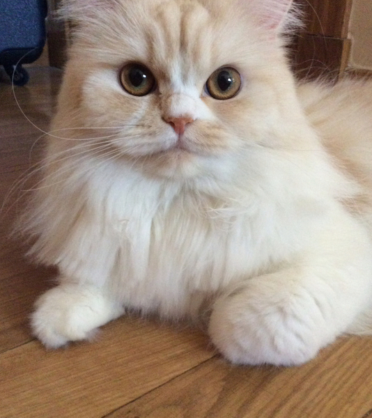 f:id:kurerin:20210310195346j:plain