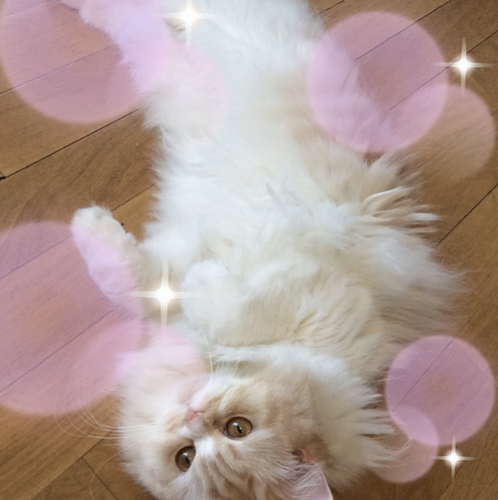 f:id:kurerin:20210317190751j:plain
