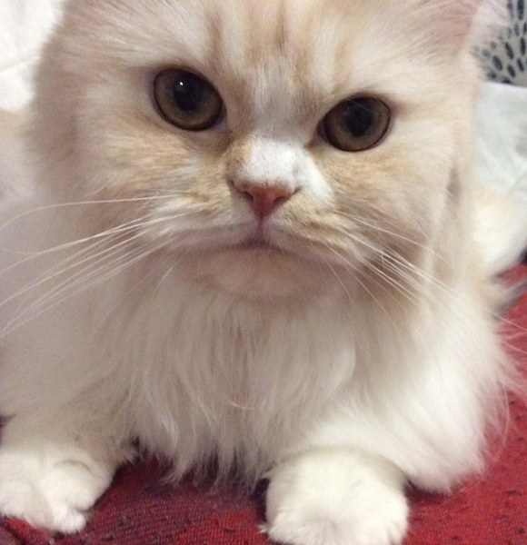 f:id:kurerin:20210328192249j:plain