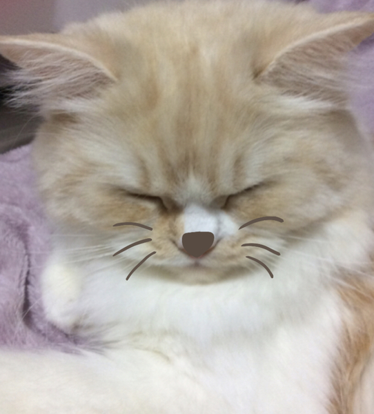 f:id:kurerin:20210329065516j:plain