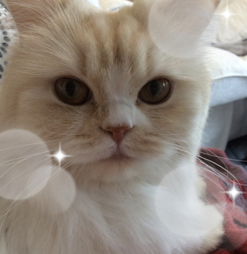 f:id:kurerin:20210329210150j:plain