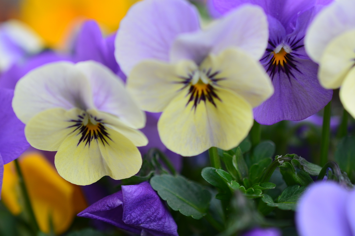f:id:kuresennto3:20190430121917j:plain f:id:kuresennto3:20190430121917j:plain