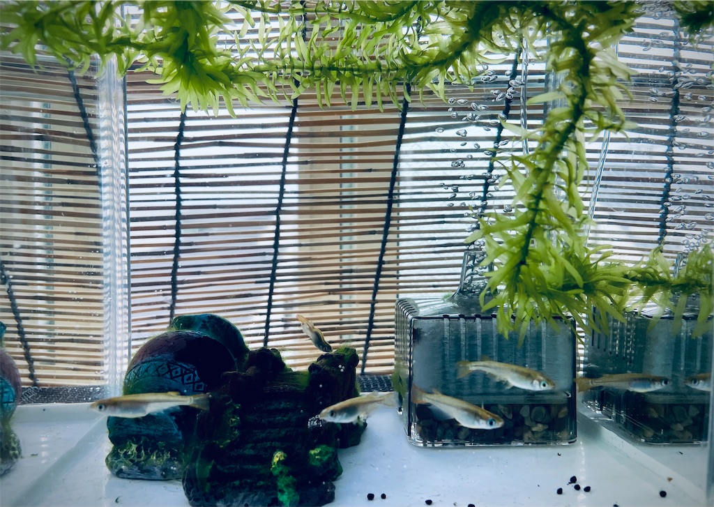 f:id:kuresuke:20210627114830j:image