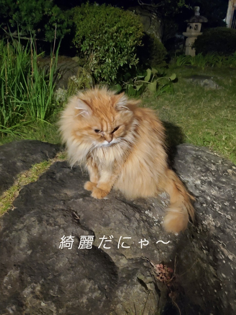 f:id:kuri-de-kuri:20260821050246j:image