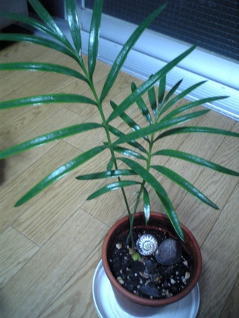 f:id:kuri1976:20071106000518j:image f:id:kuri1976:20071106000518j:image