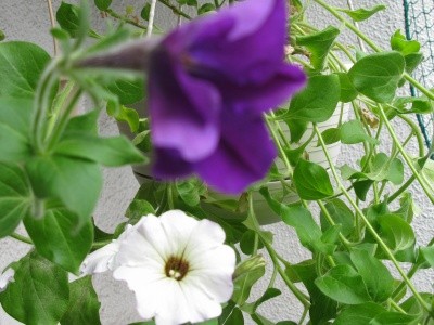 f:id:kuri1976:20080420091617j:image f:id:kuri1976:20080420091617j:image