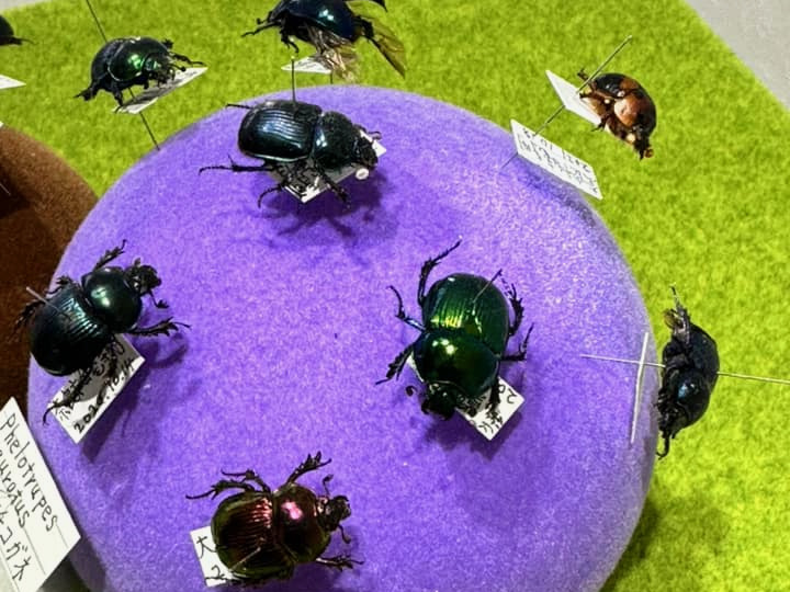 ならまち糞虫館 ＜奈良＞ カラフルな宝石のような昆虫たち - 栗ッピング