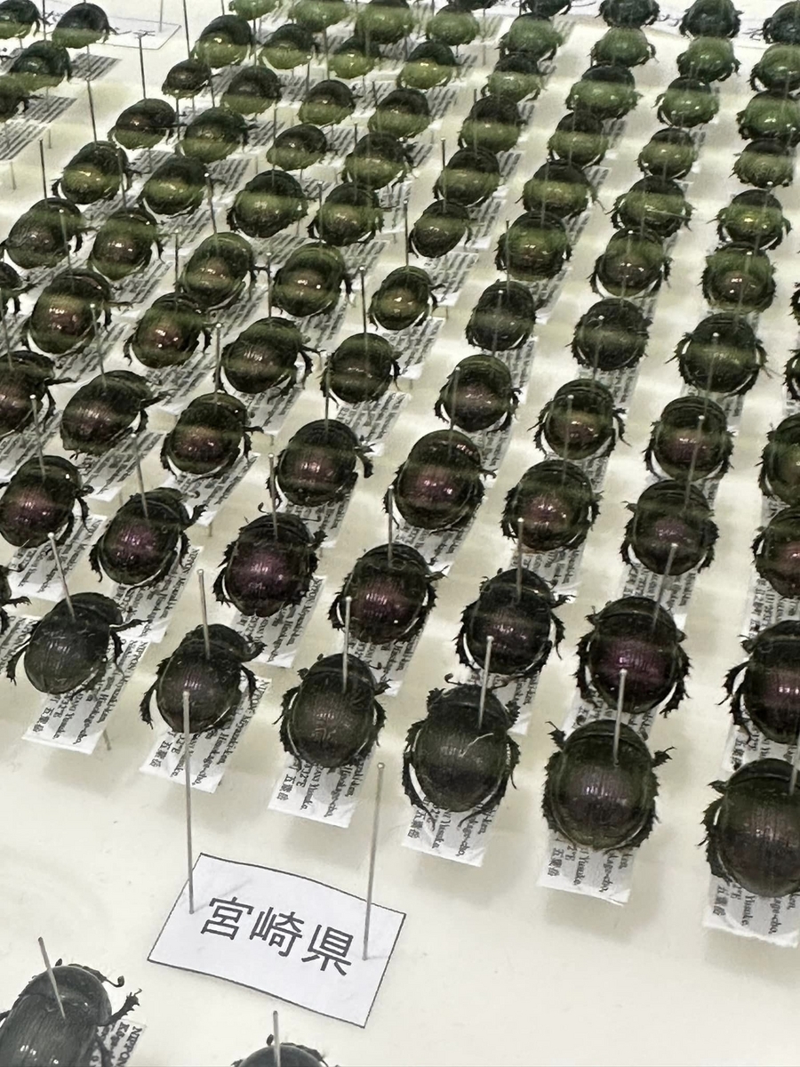 ならまち糞虫館 ＜奈良＞ カラフルな宝石のような昆虫たち - 栗ッピング