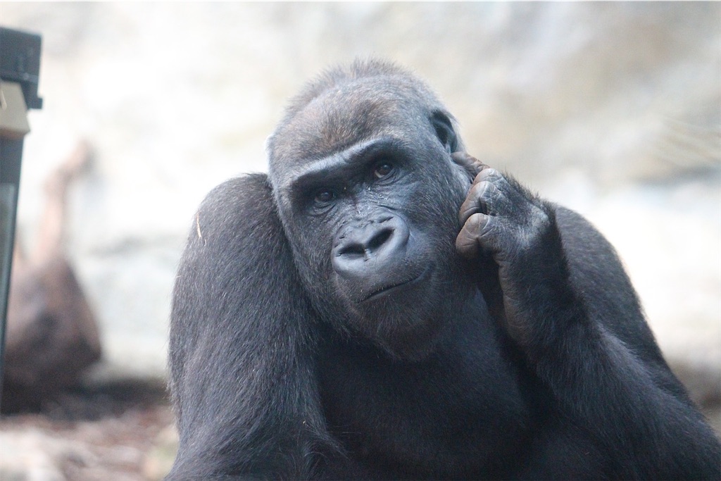 f:id:kurimanjyu:20210306184806j:image