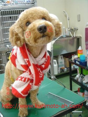 f:id:kurimotoah:20100316184138j:image:w360