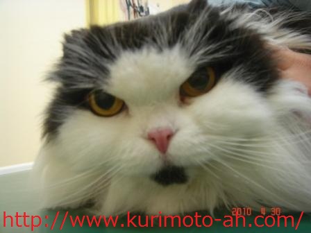 f:id:kurimotoah:20100430180328j:image:w360 f:id:kurimotoah:20100430180328j:image:w360