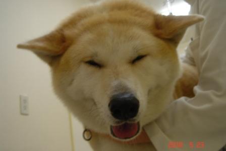 f:id:kurimotoah:20100523161857j:image:w360 f:id:kurimotoah:20100523161857j:image:w360
