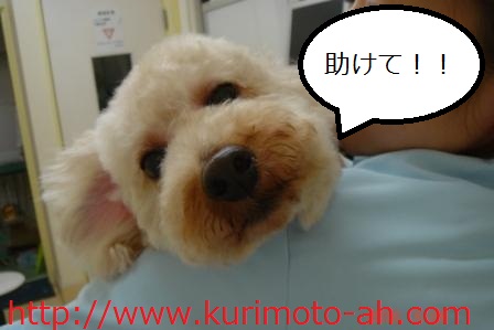 f:id:kurimotoah:20100529163707j:image:w360 f:id:kurimotoah:20100529163707j:image:w360