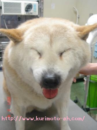 f:id:kurimotoah:20110304103446j:image f:id:kurimotoah:20110304103446j:image