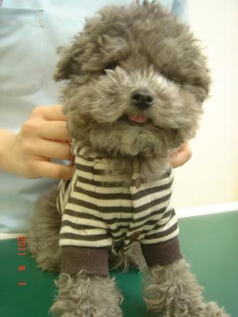 f:id:kurimotoah:20110401113009j:image f:id:kurimotoah:20110401113009j:image