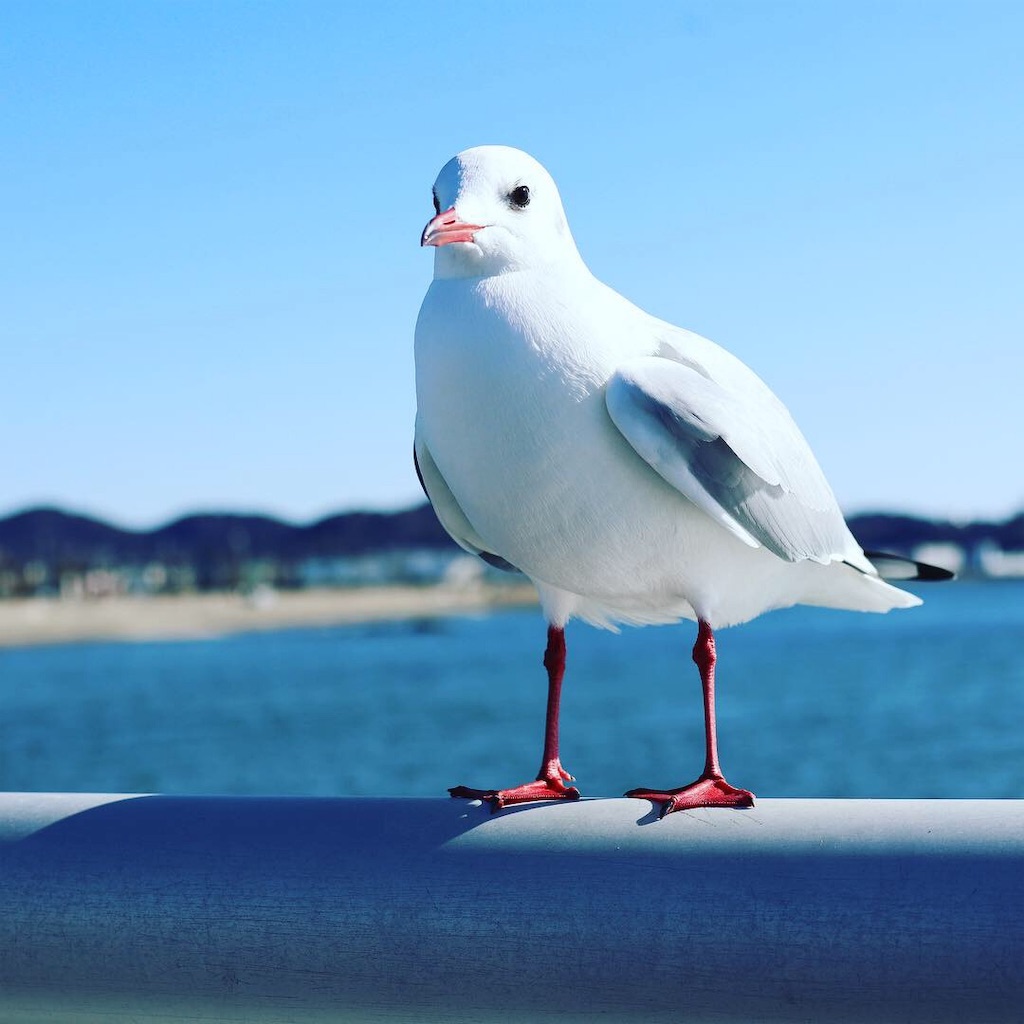 f:id:kurimotoah:20190207164413j:image f:id:kurimotoah:20190207164413j:image