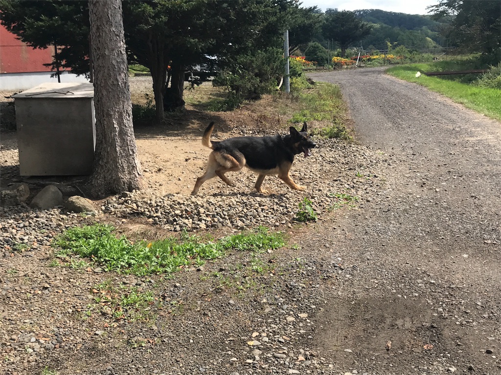 f:id:kurinikomi-hara:20171006143008j:image