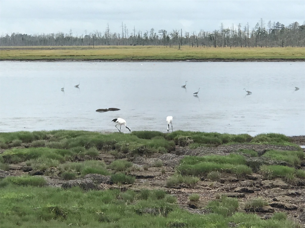 f:id:kurinikomi-hara:20171007145550j:image