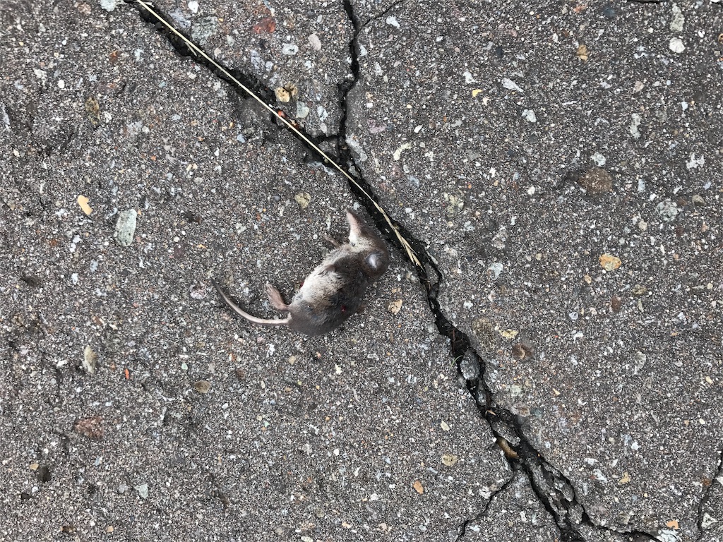 f:id:kurinikomi-hara:20171009154548j:image