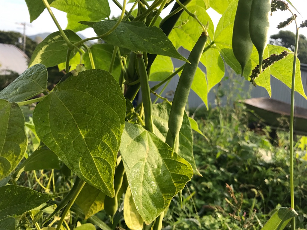 f:id:kurinikomi-hara:20171024154745j:image