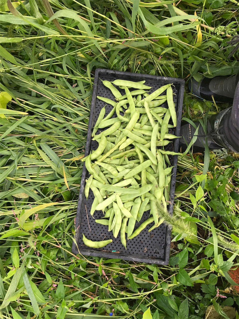 f:id:kurinikomi-hara:20171024154803j:image