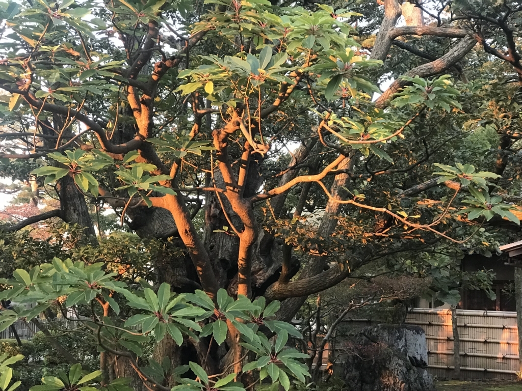 f:id:kurinikomi-hara:20171201173354j:plain f:id:kurinikomi-hara:20171201173354j:plain